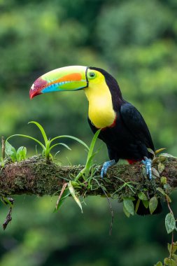 Wildlife from Costa Rica, tropical bird. Toucan sitting on the branch in the forest, green vegetation. Nature travel holiday in central America. Keel-billed Toucan, Ramphastos sulfuratus. clipart