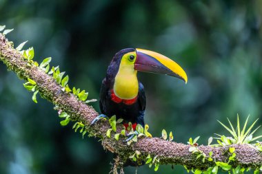 Açık gagalı kuş, Chesnut-mandiled Toucan tropikal yağmurda dalda oturuyor ve arka planda yeşil orman var. Doğadan vahşi yaşam sahnesi.