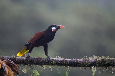Montezuma Oropendola (Gymnostinops montezuma), Kosta Rika 'nın Heredia ilindeki bir ağaç dalına tünemiştir.