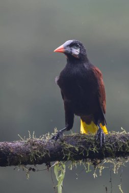 Montezuma Oropendola (Gymnostinops montezuma), Kosta Rika 'nın Heredia ilindeki bir ağaç dalına tünemiştir.