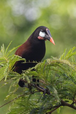 Montezuma Oropendola (Gymnostinops montezuma), Kosta Rika 'nın Heredia ilindeki bir ağaç dalına tünemiştir.