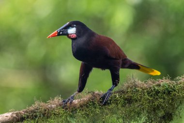 Montezuma Oropendola (Gymnostinops montezuma), Kosta Rika 'nın Heredia ilindeki bir ağaç dalına tünemiştir.