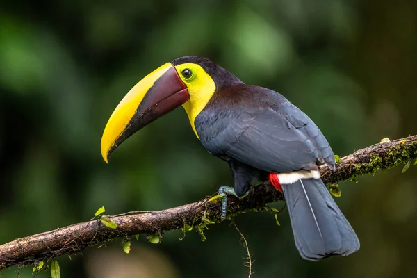 Bird Open Bill Chesnut Mandibled Toucan Sitting Branch Tropical Rain — Stockfoto