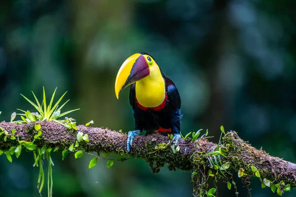 Bird Open Bill Chesnut Mandibled Toucan Sitting Branch Tropical Rain — Stock fotografie