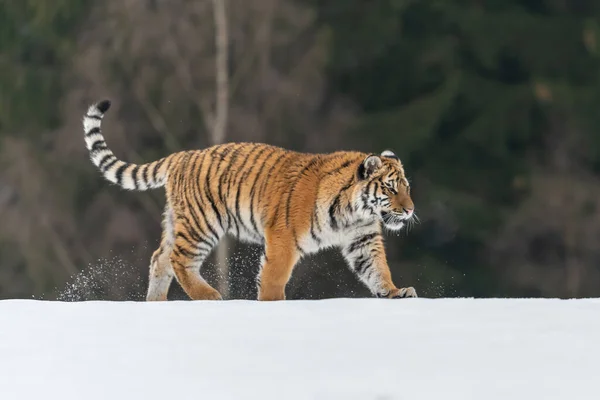 Tigre Siberiano Corriendo Nieve Hermosa Dinámica Poderosa Foto Este Majestuoso — Foto de Stock