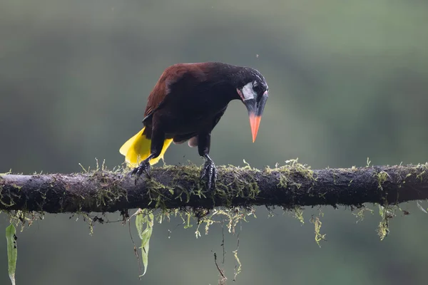 Montezuma Oropendola Gymnostinops Montezuma Ветке Дерева Провинция Эредия Коста Рика — стоковое фото