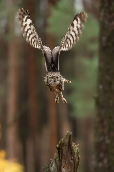 Bubo Africanus Gefleckter Uhu Karibasee Simbabwe Vogel Sitzt Auf Dem — Stockfoto