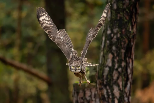 Охота Сову Хорошем Утреннем Свете Сцена Дикой Природы Летящая Птица — стоковое фото