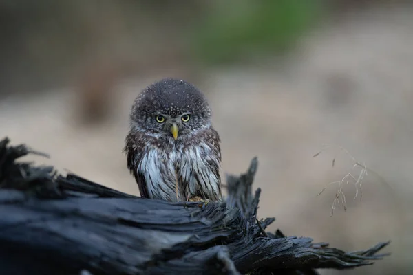 Евразийская Сова Otus Scops Красивая Маленькая Сова Сидит Сломанной Ветке — стоковое фото