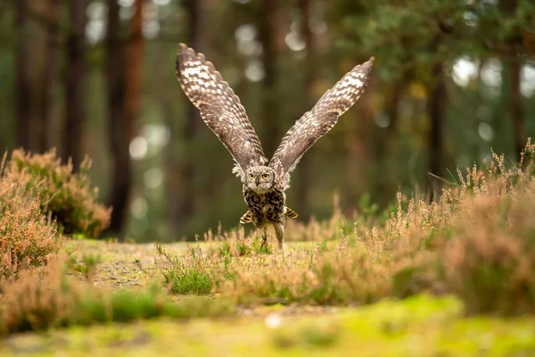 Охота Сову Хорошем Утреннем Свете Сцена Дикой Природы Летящая Птица — стоковое фото