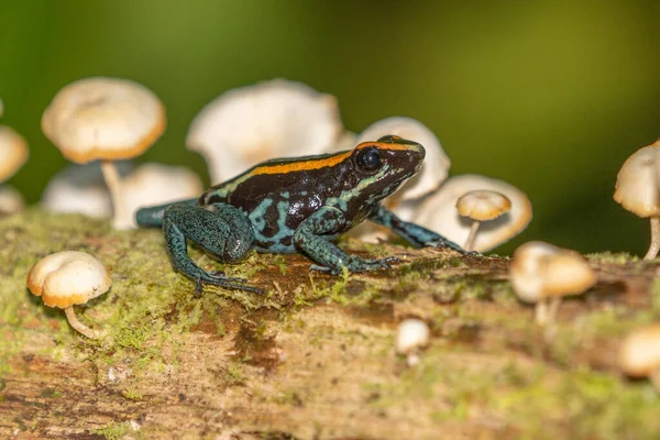 Amazon Zehirli Kurbağası Ranitomeya Ventrimacula Ekvador — Stok fotoğraf