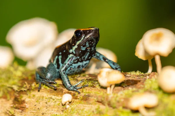 Амазонская Ядовитая Лягушка Ranitomeya Ventrimacula Эквадор — стоковое фото