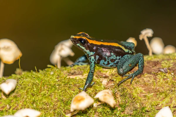 Amazonas Poison Frog Ranitomeya Ventrimacula Ecuador — Stockfoto