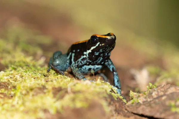 Amazon Zehirli Kurbağası Ranitomeya Ventrimacula Ekvador — Stok fotoğraf