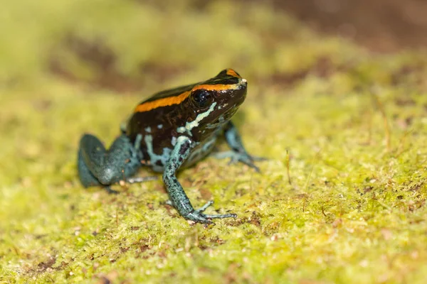 Амазонская Ядовитая Лягушка Ranitomeya Ventrimacula Эквадор — стоковое фото