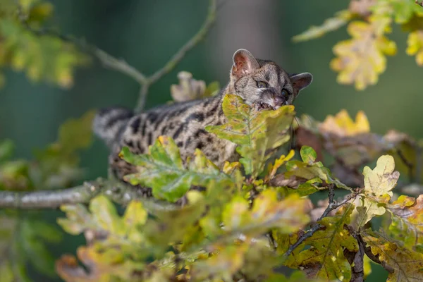 Large Spotted Genet Genetta Tigrina Natural Habitat South Africa — Stock Photo, Image