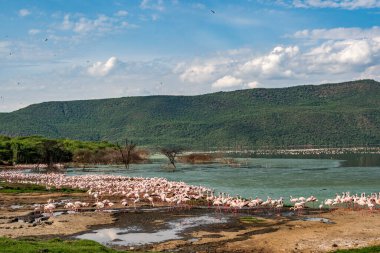 beautiful sunset over the lakes of Baringo with pink flamingos in the foreground