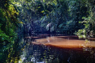 Canal in the national park of Tortuguero with its tropical rainforest along the Caribbean Coast of Costa Rica, Central America.