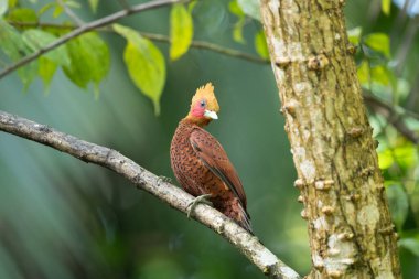 Chestnut-coloured Woodpecker, Celeus castaneus, brawn bird with red face from Costa Rica. Woodpecker with yellow crest and red face, sitting on the tree. Wildlife scene from nature