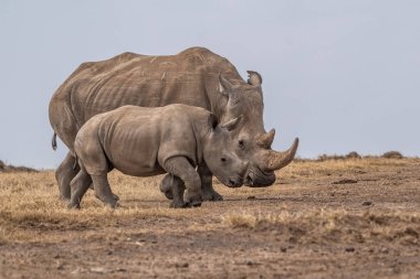 White Rhinoceros Ceratotherium simum Square-lipped Rhinoceros at Khama Rhino Sanctuary Kenya Africa.