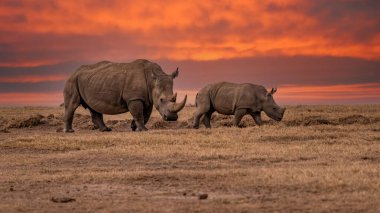 White Rhinoceros Ceratotherium simum Square-lipped Rhinoceros at Khama Rhino Sanctuary Kenya Africa.