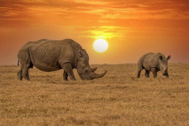 White Rhinoceros Ceratotherium simum Square-lipped Rhinoceros at Khama Rhino Sanctuary Kenya Africa.