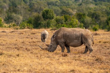 White Rhinoceros Ceratotherium simum Square-lipped Rhinoceros at Khama Rhino Sanctuary Kenya Africa.