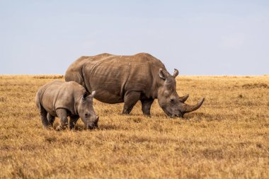 White Rhinoceros Ceratotherium simum Square-lipped Rhinoceros at Khama Rhino Sanctuary Kenya Africa.