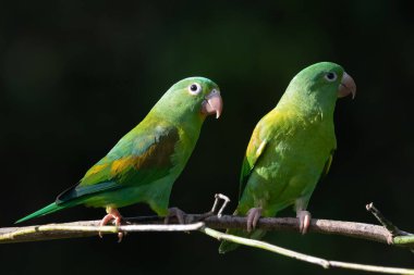 The orange-chinned parakeet (Brotogeris jugularis), also known as the Tovi parakeet, is a small mainly green parrot of the genus Brotogeris. It is found in Central America.