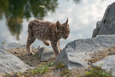 Ağaç gövdesi ile yeşil orman Lynx. Doğadan yaban hayatı sahne. Bayağı vaşak, hayvan davranış habitat içinde oynamaya. Almanya'dan vahşi kedi. Ağaçların arasında vahşi Bobcat