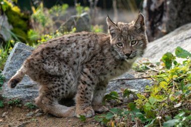 Ağaç gövdesi ile yeşil orman Lynx. Doğadan yaban hayatı sahne. Bayağı vaşak, hayvan davranış habitat içinde oynamaya. Almanya'dan vahşi kedi. Ağaçların arasında vahşi Bobcat