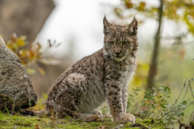 Ağaç gövdesi ile yeşil orman Lynx. Doğadan yaban hayatı sahne. Bayağı vaşak, hayvan davranış habitat içinde oynamaya. Almanya'dan vahşi kedi. Ağaçların arasında vahşi Bobcat