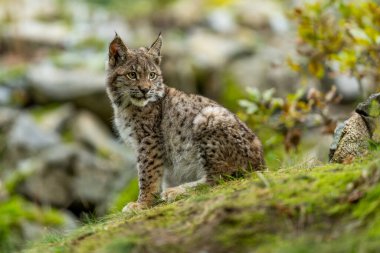 Ağaç gövdesi ile yeşil orman Lynx. Doğadan yaban hayatı sahne. Bayağı vaşak, hayvan davranış habitat içinde oynamaya. Almanya'dan vahşi kedi. Ağaçların arasında vahşi Bobcat