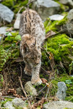 Ağaç gövdesi ile yeşil orman Lynx. Doğadan yaban hayatı sahne. Bayağı vaşak, hayvan davranış habitat içinde oynamaya. Almanya'dan vahşi kedi. Ağaçların arasında vahşi Bobcat