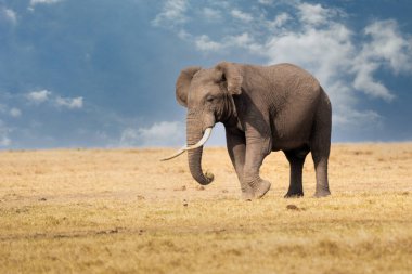 Clsoe up of African Bush Elephants walking on the road in wildlife reserve. Maasai Mara, Kenya, Africa. (Loxodonta africana)