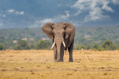 Clsoe up of African Bush Elephants walking on the road in wildlife reserve. Maasai Mara, Kenya, Africa. (Loxodonta africana)