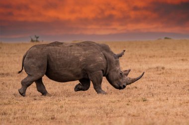 White Rhinoceros Ceratotherium simum Square-lipped Rhinoceros at Khama Rhino Sanctuary Kenya Africa.sunset