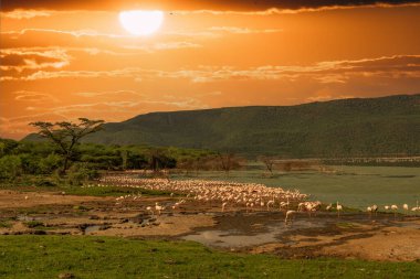 beautiful sunset over Lake Baringo with pink flamingos in the foreground
