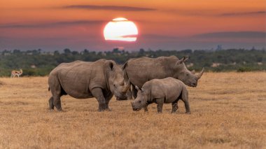 White Rhinoceros Ceratotherium simum Square-lipped Rhinoceros at Khama Rhino Sanctuary Kenya Africa.sunset