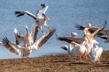 Beyaz pelikan, Pelecanus onocrotalus, Kerkini Gölü, Yunanistan. Mavi su yüzeyinde pelikanlar. Avrupa doğa Wildlife sahnesi. Kuş Dağı arka planı. Uzun Turuncu faturaları ile kuşlar.