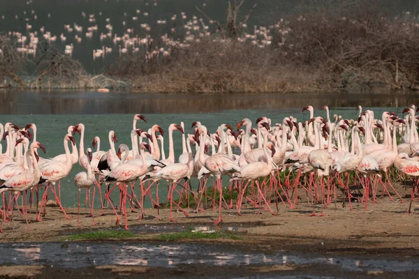 Beautiful Sunset Lakes Baringo Pink Flamingos Foreground — Stock Photo, Image