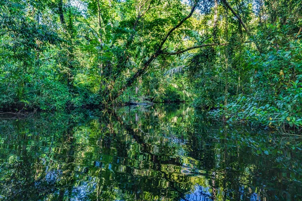 Orta Amerika 'daki Kosta Rika' nın Karayip kıyıları boyunca uzanan tropikal yağmur ormanlarıyla Tortuguero Ulusal Parkı 'ndaki kanal..