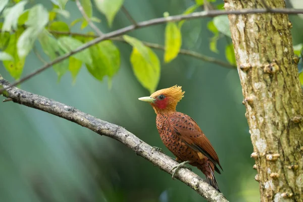 Chestnut Coloured Woodpecker Celeus Castaneus Brawn Bird Red Face Costa — Stock Photo, Image