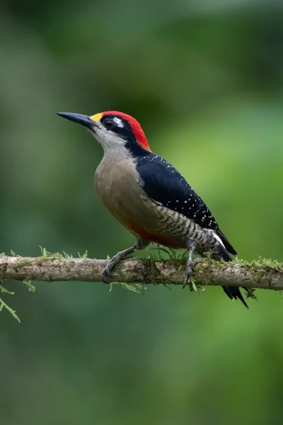 Red Bellied Woodpecker Melanerpes Carolinus Tree Naples Florida — Stock Photo, Image