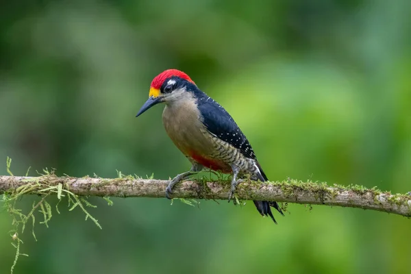 Red Bellied Woodpecker Melanerpes Carolinus Tree Naples Florida — Stock Photo, Image