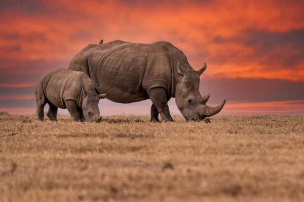 White Rhinoceros Ceratotherium simum Square-lipped Rhinoceros at Khama Rhino Sanctuary Kenya Africa.