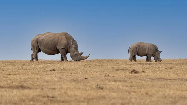 Λευκό Rhinoceros Ceratotherium Simum Square Lipped Rhinoceros Στο Khama Rhino — Φωτογραφία Αρχείου