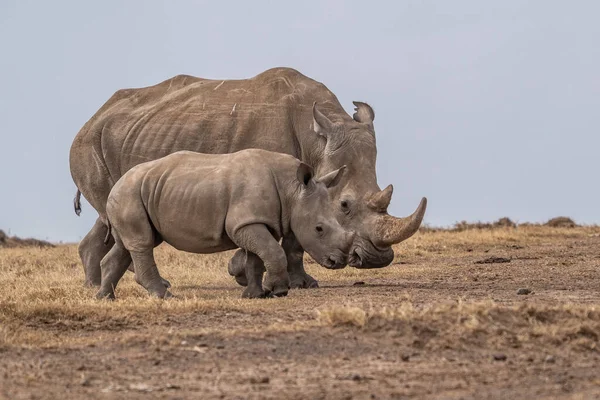 White Rhinoceros Ceratotherium simum Square-lipped Rhinoceros at Khama Rhino Sanctuary Kenya Africa.
