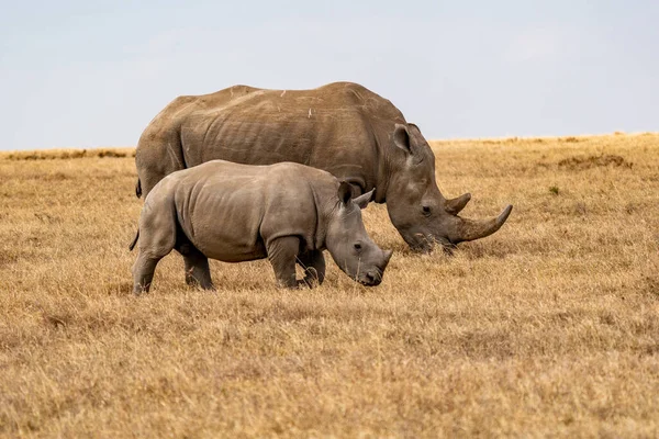 White Rhinoceros Ceratotherium simum Square-lipped Rhinoceros at Khama Rhino Sanctuary Kenya Africa.