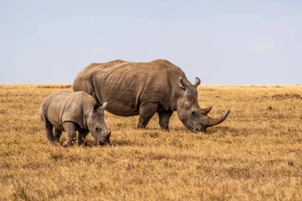 White Rhinoceros Ceratotherium simum Square-lipped Rhinoceros at Khama Rhino Sanctuary Kenya Africa.